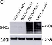 Western Blot: GPRC5A/RAI3 Antibody [NBP1-89743] - Influence of GPRC5a knockout on the proliferation & migration ability in MIA PaCa-2 & TB32047 cells. (A–D) Western blot & sequencing results showing the GPRC5a knocked out in MIA PaCa-2-KO1/2 & TB32047-KO1/2 (Red highlight area means the different part in comparison of sequencing sequence). (E,F): The knockout of GPRC5a inhibited the proliferation ability of MIA PaCa-2 & TB32047 cells. (G,H) GPRC5a knockout inhibited the migration ability of MIA PaCa-2 (G) & TB32047 cells (H). * p-value < 0.05. Image collected & cropped by CiteAb from the following publication (//pubmed.ncbi.nlm.nih.gov/29949874), licensed under a CC-BY license. Not internally tested by Novus Biologicals.