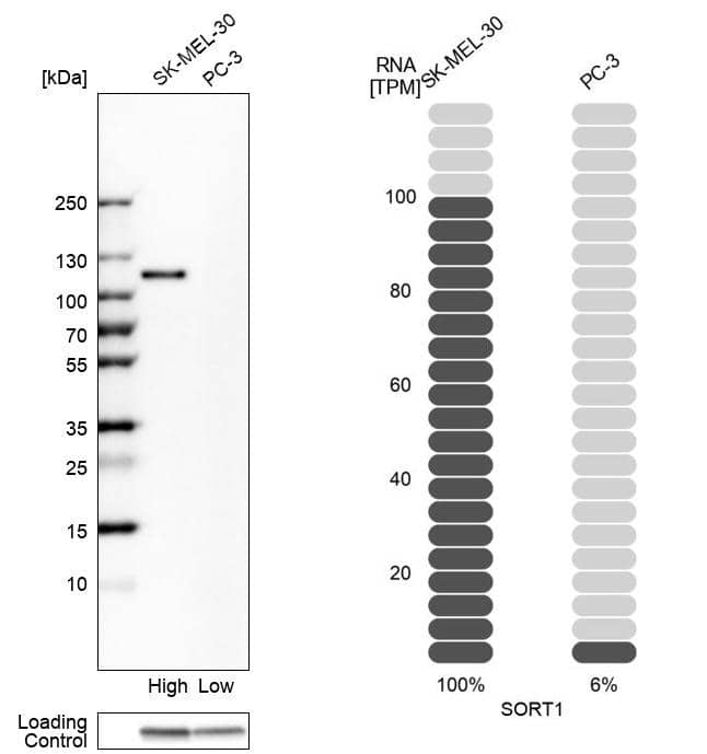 Analysis in human cell lines SK-MEL-30 and PC-3 using Anti-SORT1 antibody. Corresponding SORT1 RNA-seq data are presented for the same cell lines. Loading control: Anti-GAPDH.