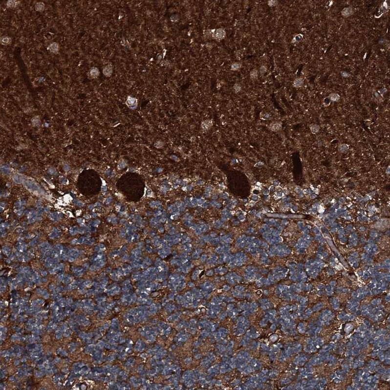 Staining of human cerebellum shows strong cytoplasmic positivity in Purkinje cells.