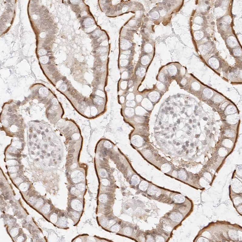 Staining of human small intestine shows strong membranous positivity in glandular cells.