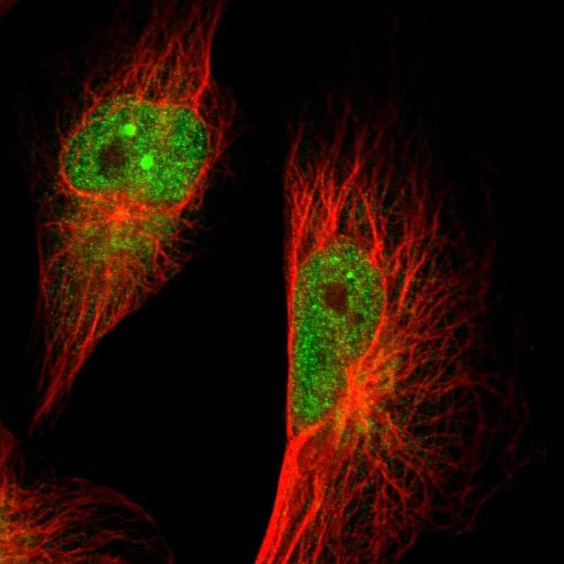 Staining of human cell line U-251 MG shows localization to nucleoplasm, nuclear bodies & cytosol.
