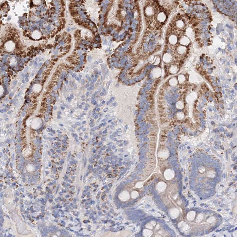 Staining of human duodenum shows moderate granular cytoplasmic positivity in glandular cells.