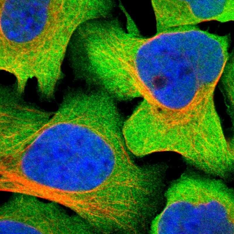 Staining of human cell line U-2 OS shows localization to plasma membrane & cytosol.