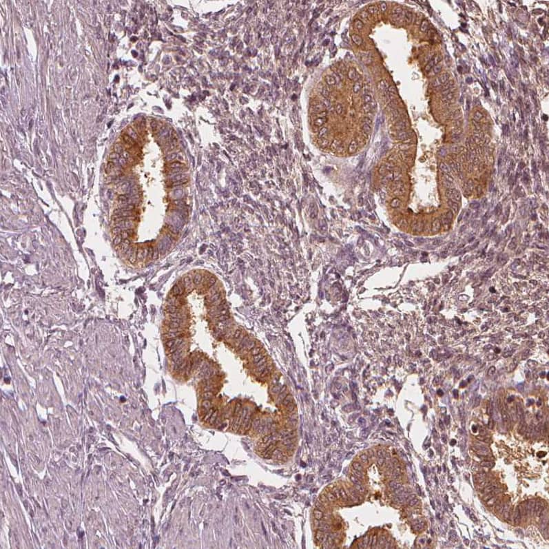 Immunohistochemistry-Paraffin PP14/Glycodelin Antibody - BSA Free