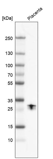 Western Blot PP14/Glycodelin Antibody - BSA Free