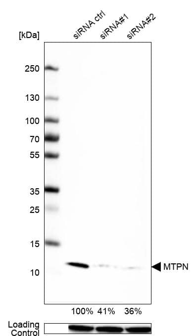 <b>Genetic Strategies Validation. </b>Analysis in U-251MG cells transfected with control siRNA, target specific siRNA probe #1 and #2, using Anti-MTPN antibody. Remaining relative intensity is presented. Loading control: Anti-GAPDH.