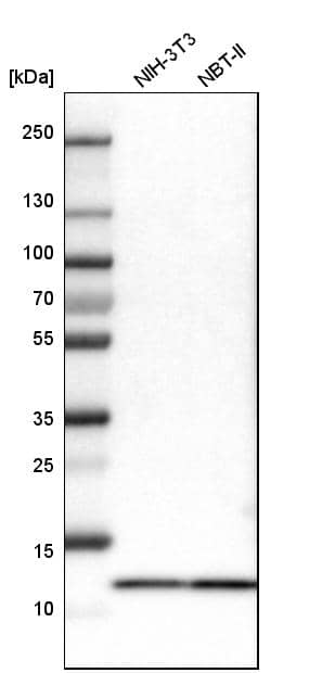 Analysis in mouse cell line NIH-3T3 and rat cell line NBT-II.