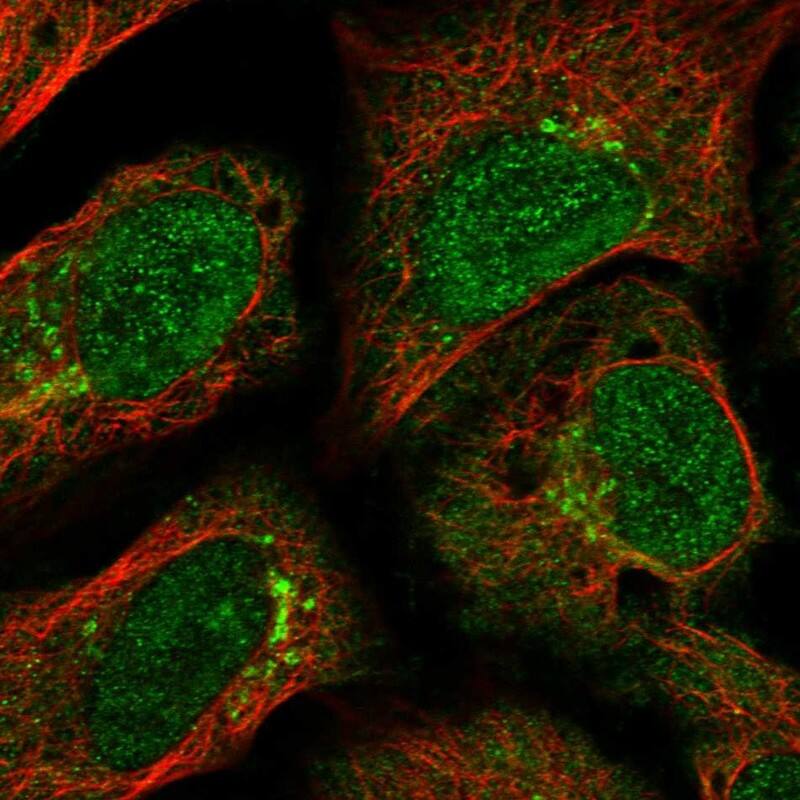 Staining of human cell line U-2 OS shows localization to nucleoplasm & the Golgi apparatus.