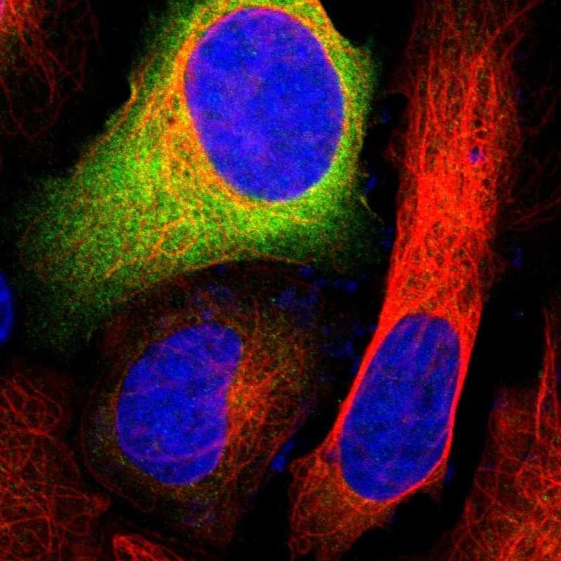 Staining of human cell line U-2 OS shows positivity in cytoplasm.