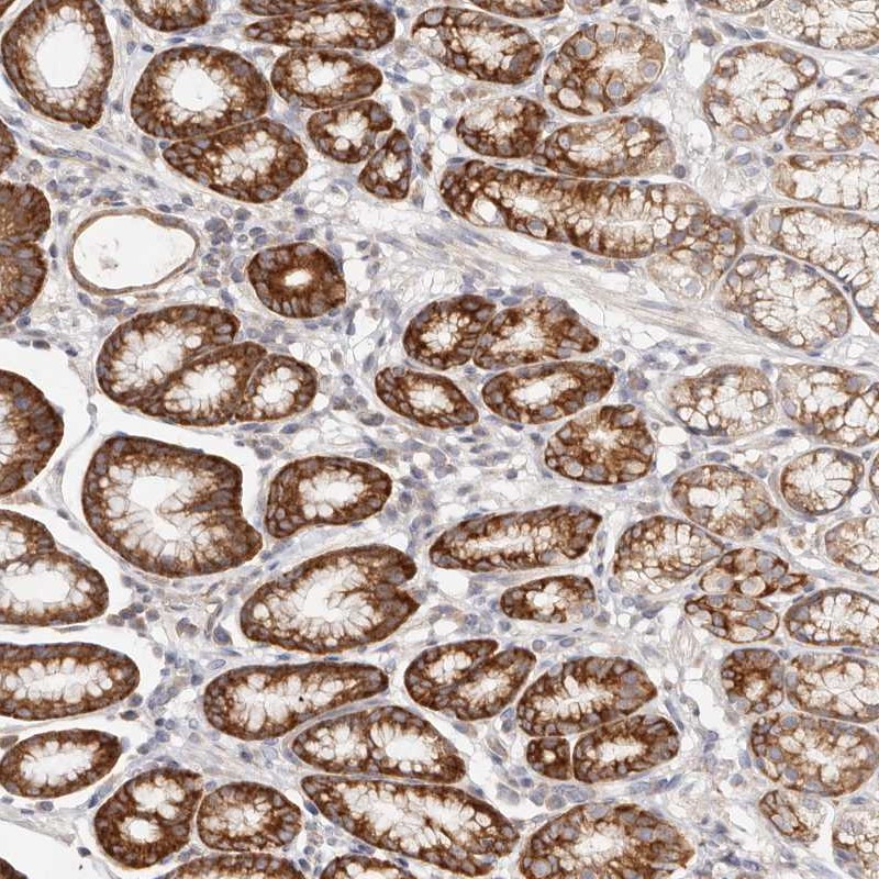 Staining of human stomach shows strong cytoplasmic positivity in glandular cells.