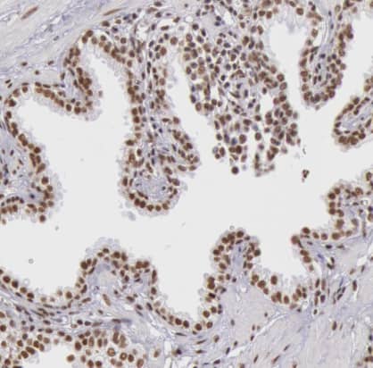  Staining of human prostate shows moderate nuclear positivity in glandular cells.