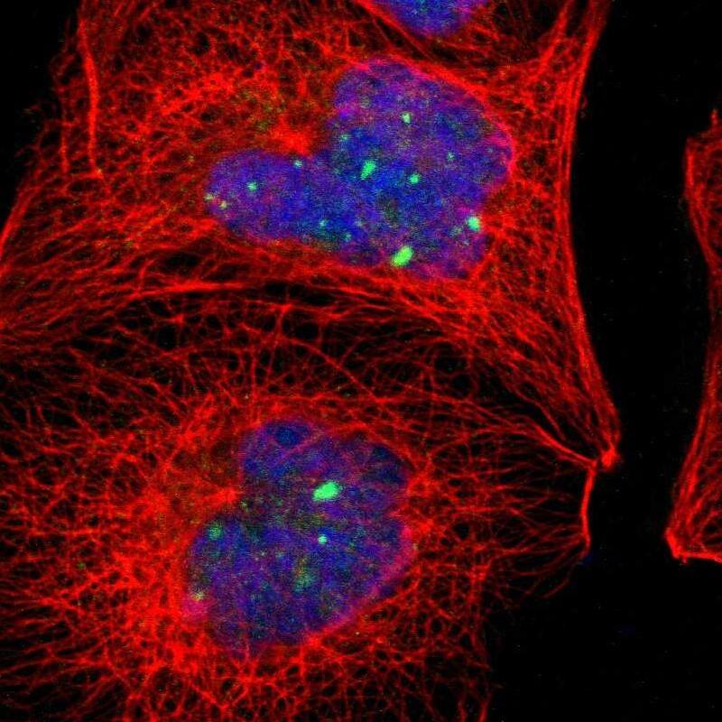 Staining of human cell line A-431 shows localization to nuclear bodies.