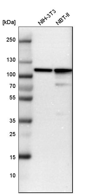 Analysis in mouse cell line NIH-3T3 and rat cell line NBT-II.