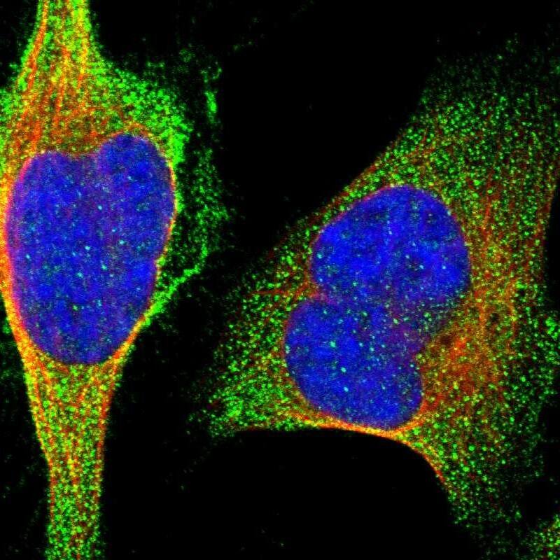Staining of human cell line U-2 OS shows localization to plasma membrane & cytosol.