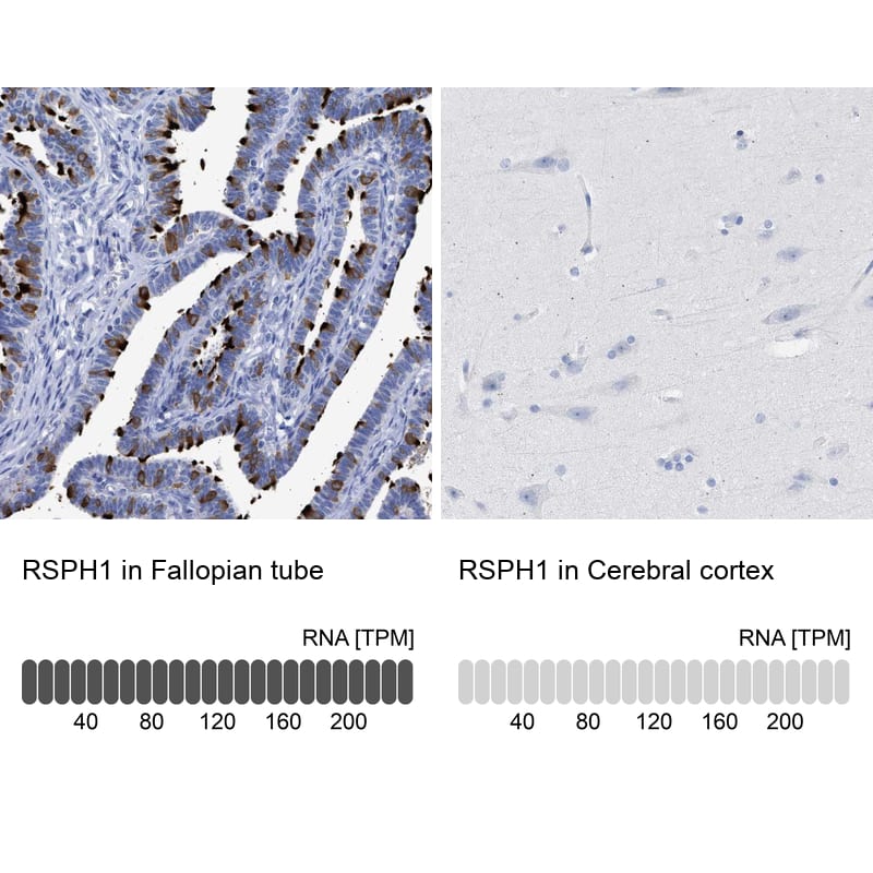 Analysis in human fallopian tube and cerebral cortex tissues using NBP1-89839 antibody. Corresponding RSPH1 RNA-seq data are presented for the same tissues.