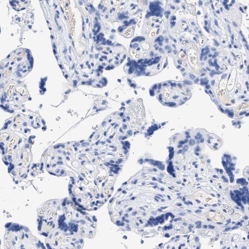 Immunohistochemistry-Paraffin TSGA2 Antibody - BSA Free