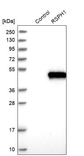 Western Blot TSGA2 Antibody - BSA Free