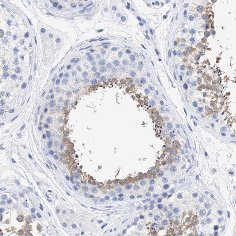 Immunohistochemistry-Paraffin TSGA2 Antibody - BSA Free