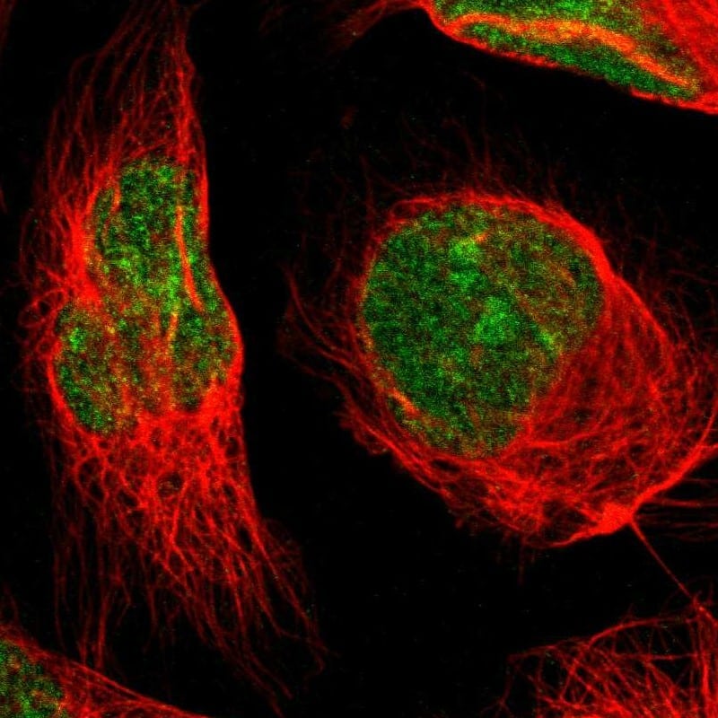 Staining of human cell line U-2 OS shows localization to nucleus & nucleoli.