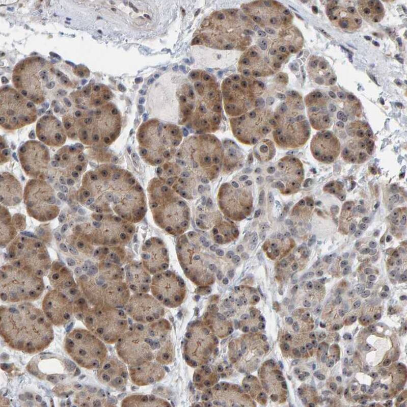 Staining of human pancreas shows strong positivity in nucleoli/cytoplasmic in exocrine glandular cells.