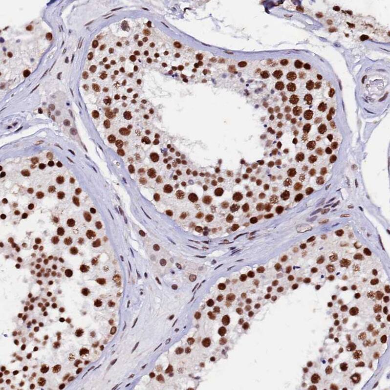 Staining of human testis shows strong nuclear positivity in cells in seminiferous ducts.