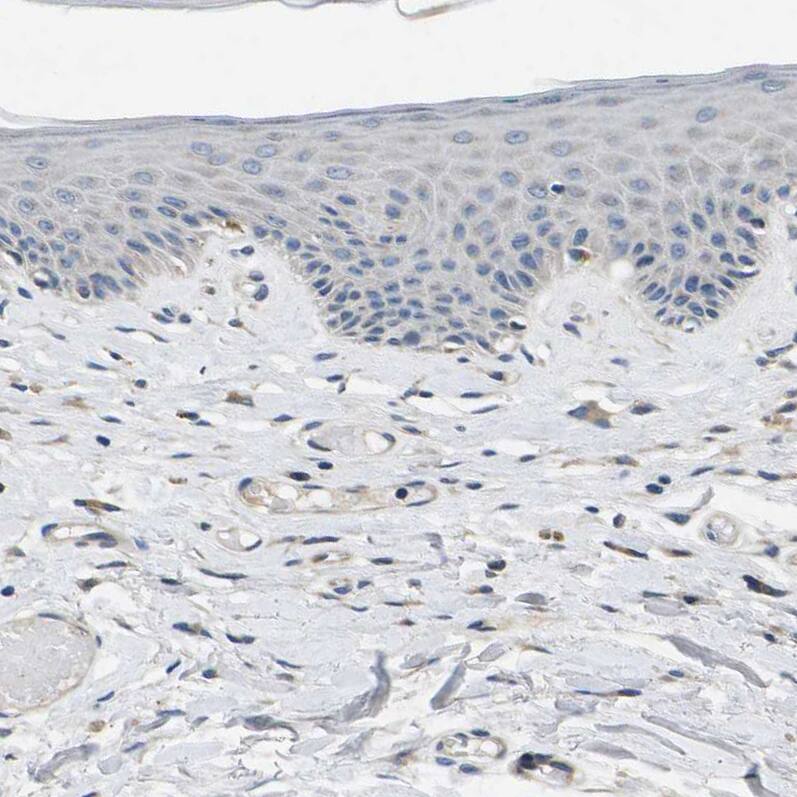 Immunohistochemistry-Paraffin ERGI3 Antibody - BSA Free