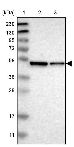 Western Blot ERGI3 Antibody - BSA Free