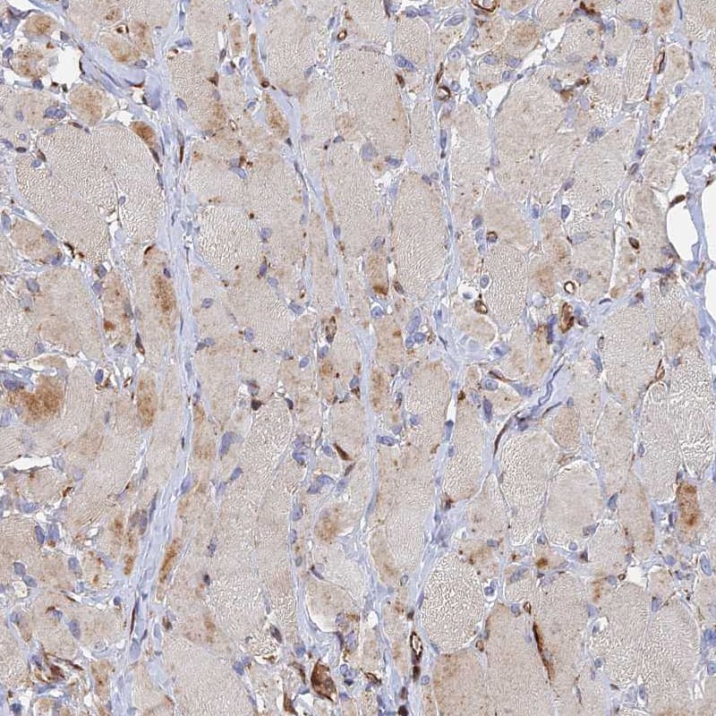 Immunohistochemistry-Paraffin G5pr Antibody - BSA Free