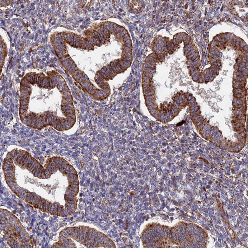 Immunohistochemistry-Paraffin G5pr Antibody - BSA Free