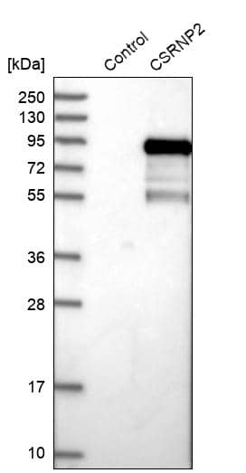 Analysis in control (vector only transfected HEK293T lysate) and CSRNP2 over-expression lysate (Co-expressed with a C-terminal myc-DDK tag (~3.1 kDa) in mammalian HEK293T cells).