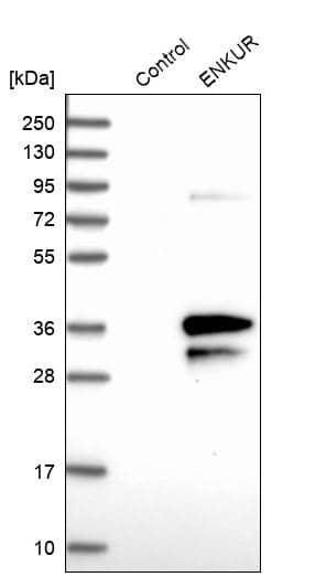 Analysis in control (vector only transfected HEK293T lysate) and ENKUR over-expression lysate (Co-expressed with a C-terminal myc-DDK tag (~3.1 kDa) in mammalian HEK293T cells).