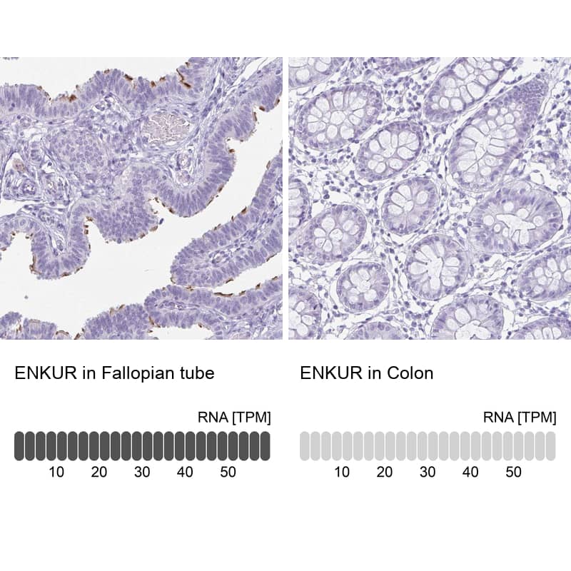 Analysis in human fallopian tube and colon tissues using NBP1-89911 antibody. Corresponding ENKUR RNA-seq data are presented for the same tissues.
