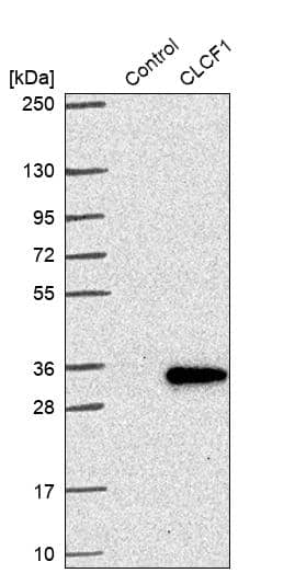 Analysis in control (vector only transfected HEK293T lysate) and CLCF1 over-expression lysate (Co-expressed with a C-terminal myc-DDK tag (~3.1 kDa) in mammalian HEK293T cells).