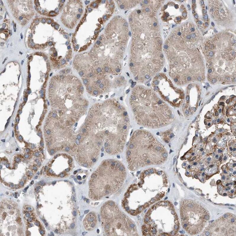 Immunohistochemistry-Paraffin Dystonin Antibody - BSA Free