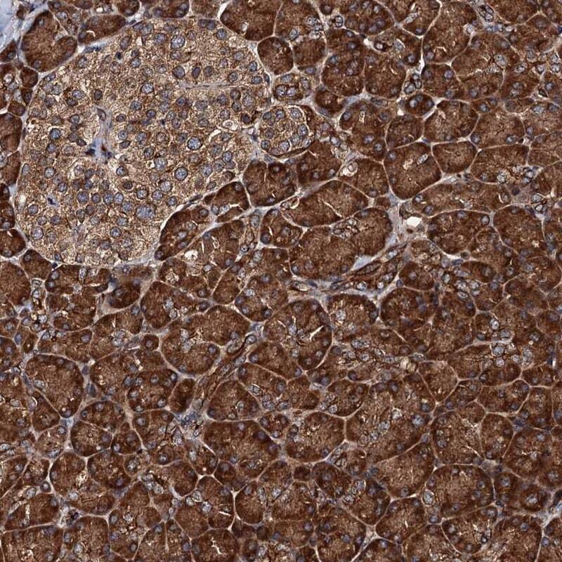 Staining of human pancreas shows strong cytoplasmic positivity in exocrine glandular cells, islet cells were moderately stained.