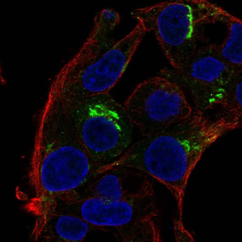 Staining of human cell line Hep G2 shows localization to the Golgi apparatus.