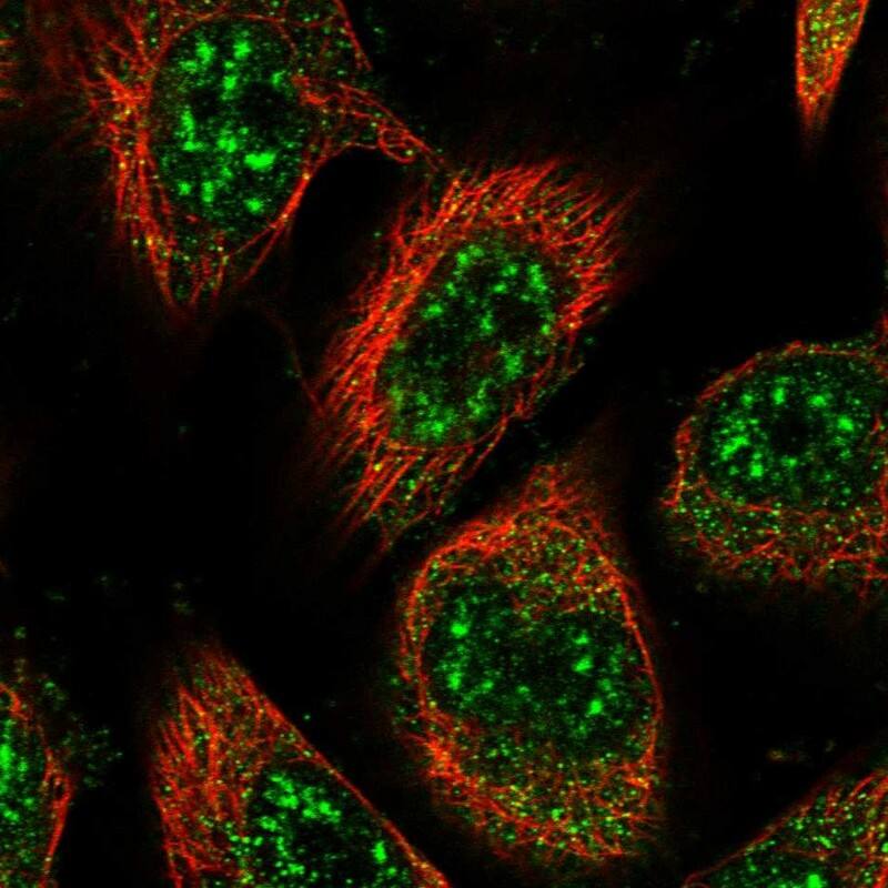 Staining of human cell line U-251 MG shows localization to nuclear speckles & cytosol.