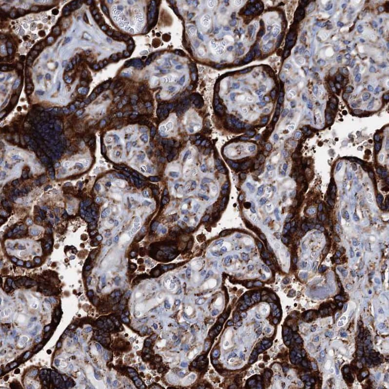 Staining of human placenta shows strong cytoplasmic positivity in trophoblastic cells.