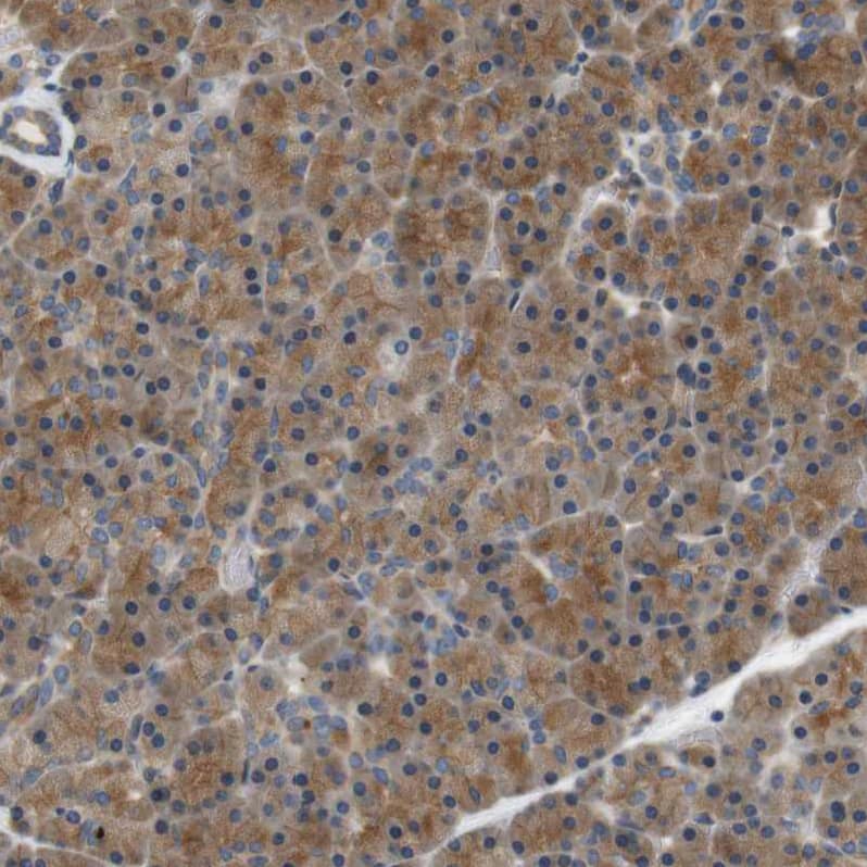 Staining of human pancreas show strong cytoplasmic positivity in exocrine glandular cells.