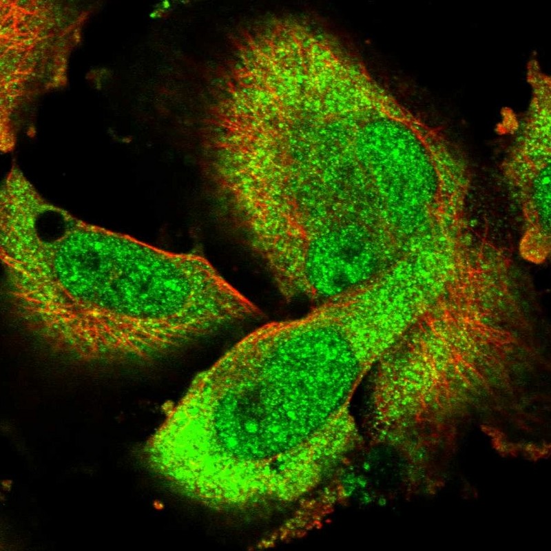 Staining of human cell line U-251 MG shows localization to nucleoplasm & cytosol.