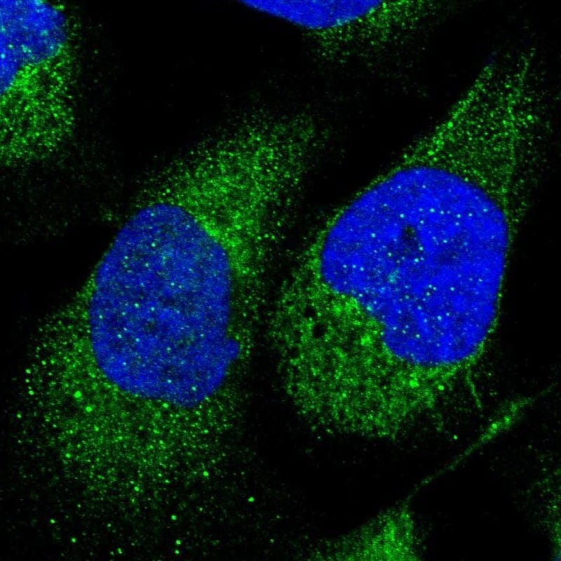 Staining of human cell line U-2 OS shows localization to cytosol & mitochondria.