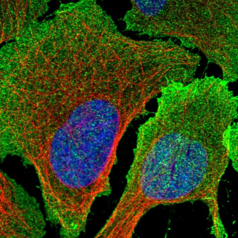 Staining of human cell line U-2 OS shows localization to plasma membrane.