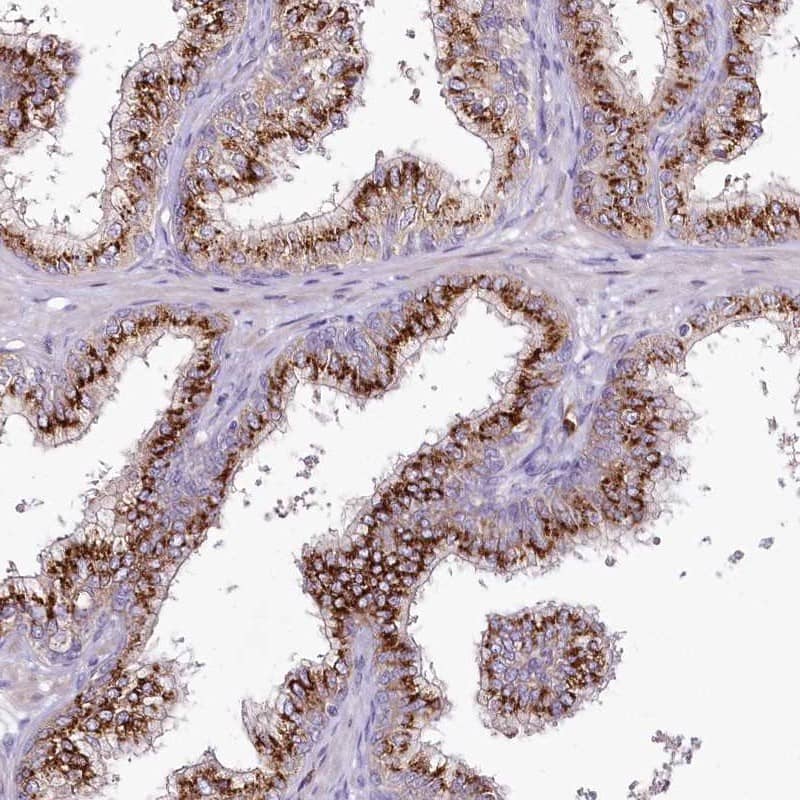 Staining of human prostate shows strong granular cytoplasmic positivity in glandular cells.