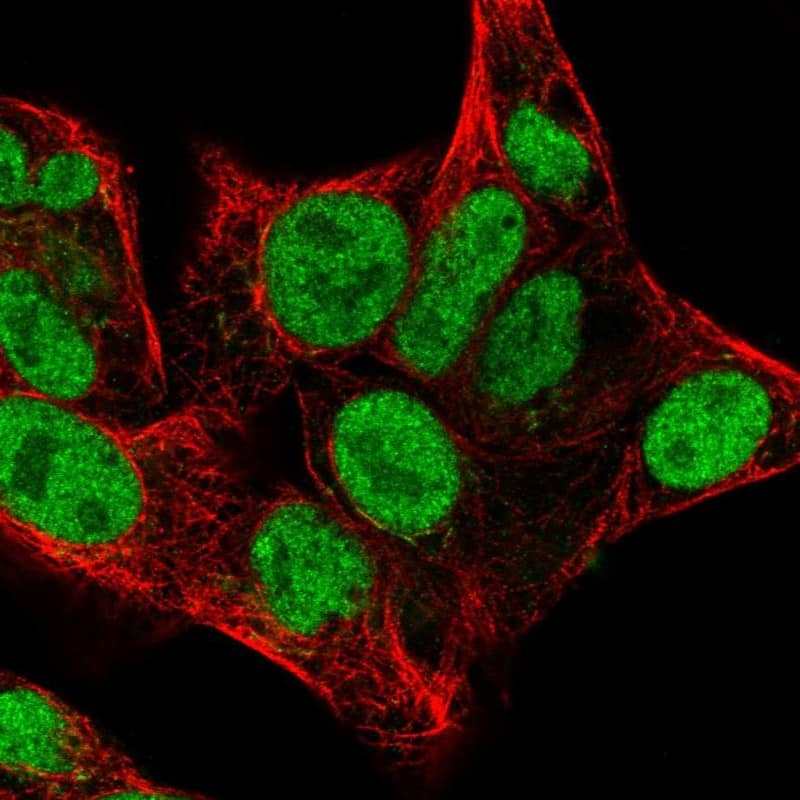 Staining of human cell line Hep G2 shows localization to nucleoplasm & the Golgi apparatus.