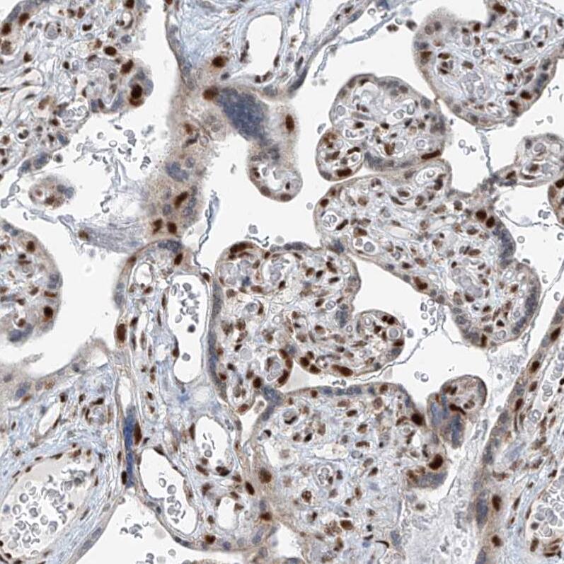 Staining of human placenta shows strong nuclear positivity in trophoblastic cells.