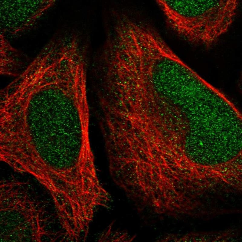 Immunocytochemistry/ Immunofluorescence FAM204A Antibody - BSA Free