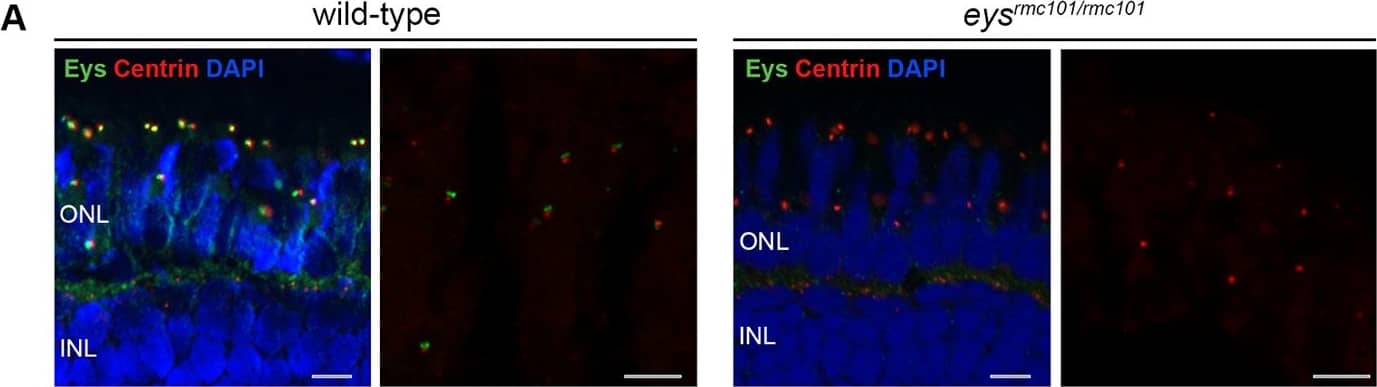 Immunocytochemistry/ Immunofluorescence EYS/RP25 Antibody