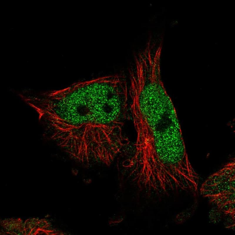 Immunocytochemistry/ Immunofluorescence Glutaredoxin 2 Antibody - BSA Free