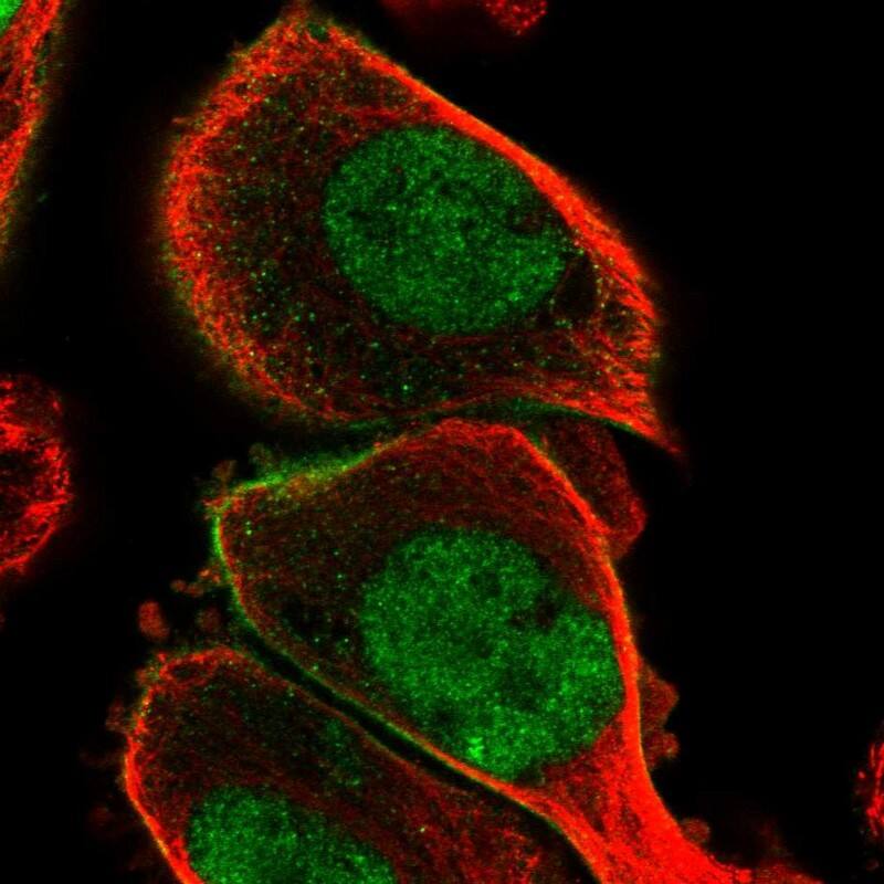 Staining of human cell line PC-3 shows localization to nucleoplasm & plasma membrane.