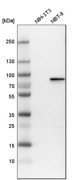 Western Blot Plakophilin 1 Antibody - BSA Free